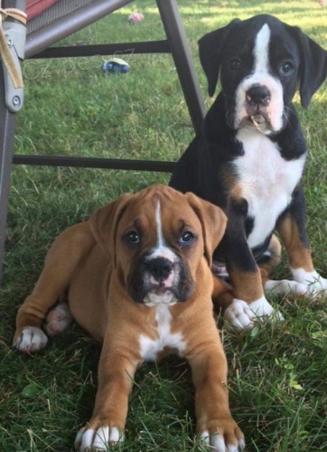 �t��ata n�meck�ho boxera.