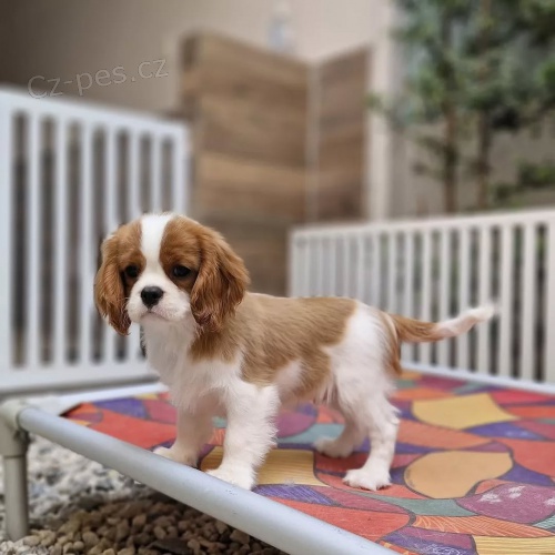 Kaval�r King Charles Spaniel.