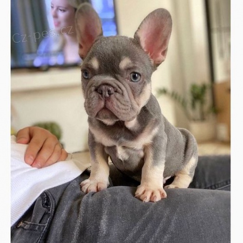 francouzsk�ho buldo�ka.