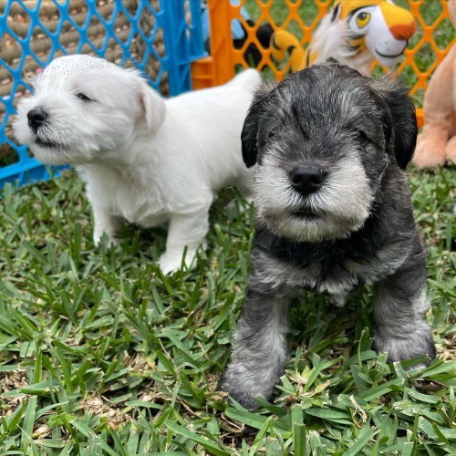 mal�ch kn�ra��/mal�ch kn�ra��