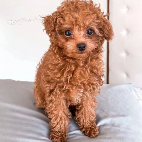 Kr�sn� �t��ata toy pudla.