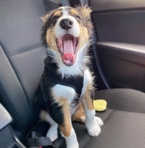 �t��ata border kolie