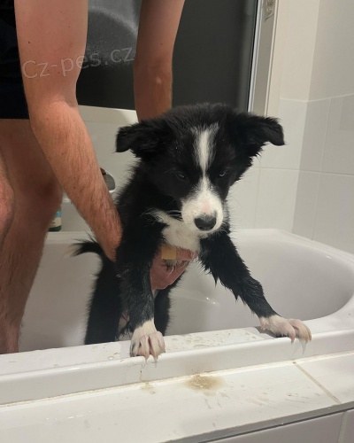 �t��ata border kolie