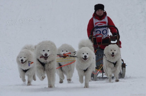 Samojed - ttka s PP