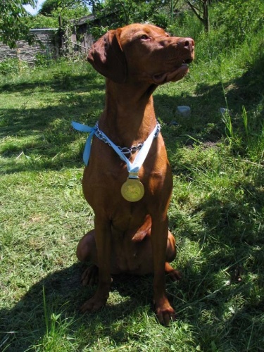 Maďarský ohař krátkosrstý, Vizsla