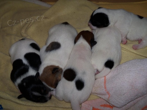 Krsn istokrevn tata JRT!