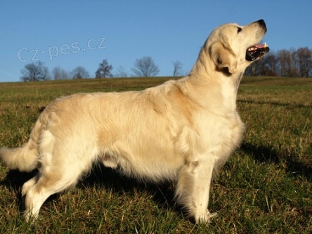 Zlat retrvr /golden retriever s PP/ tata