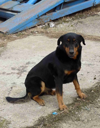 Beauceron - 5 let, PP, moc hodn� a k�mo�