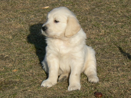 Zlatý retrívr /golden retriever s PP/ štěňata