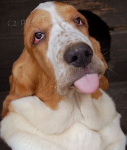 Basset hound