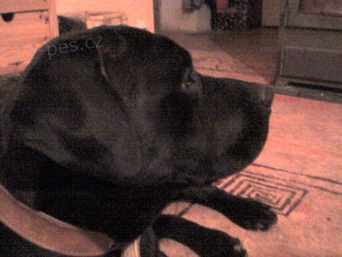 k��enec bandoga a retr�vra