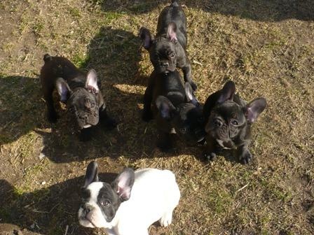 Francouzsk� Buldo�ek