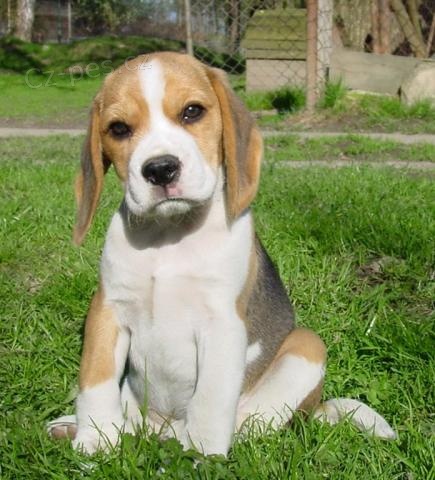 Beagle - tata s PP