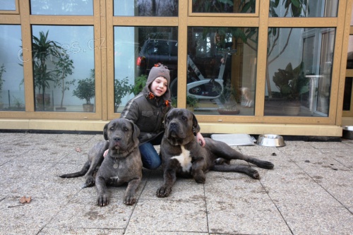 �t�na Cane Corso bez PP