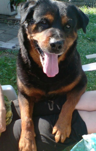 Hled�me ps� partnerku