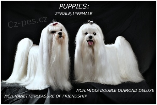 Malt�z��ek s pp