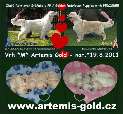 Golden Retriever štěňata s PP