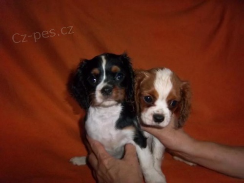Kavalr King Charles panl