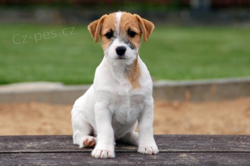 Jack Russell teriér