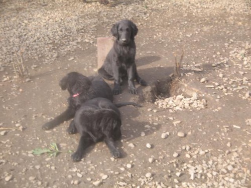 Flat coated retriever s PP