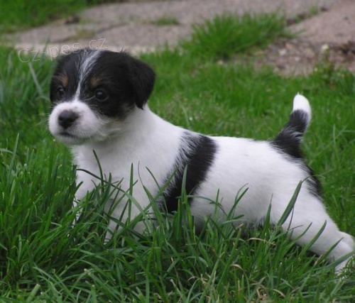 PARSON RUSSELL TERRIER - štěňátka s PP