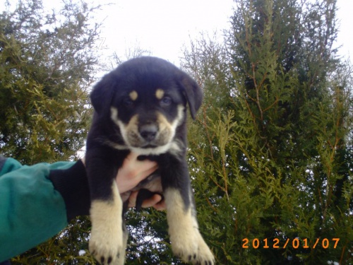 Bandog - k��enci