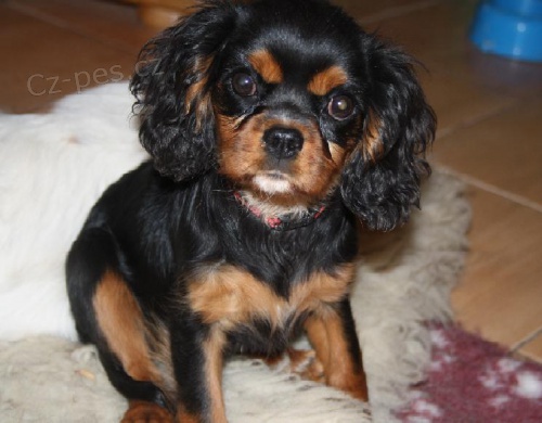 Kavalr King Charles panl s PP