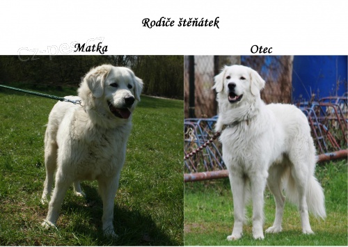Příjmáme rezervace na štěňátka Slovenského čuvače