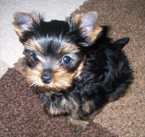 yorkshire terrier