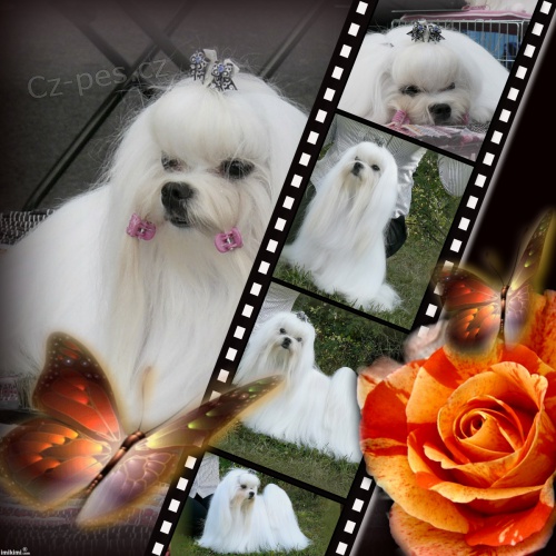 Malt�z��ek s pp