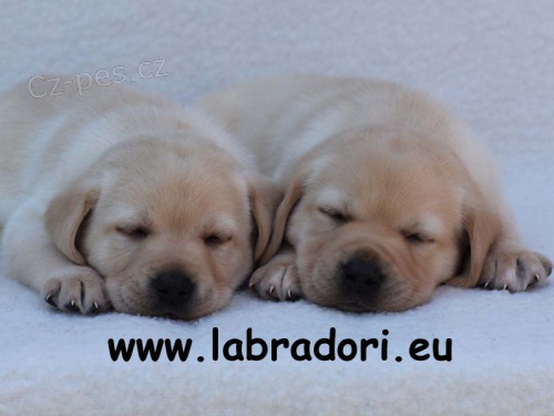 ttka Labrador Retriever