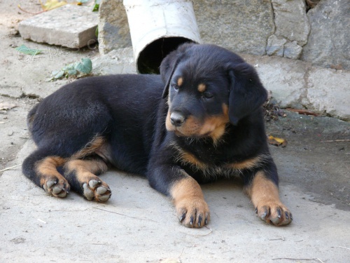 �t��ata rotvajlera bez PP