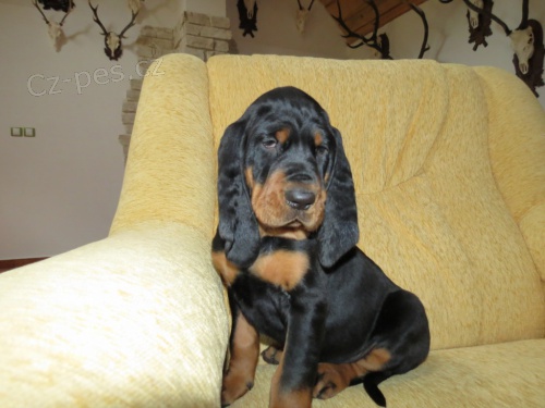 Black and Tan Coonhound