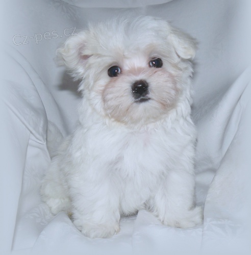 Malt�z��ek s pp