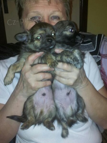 ivava tata dlouhosrst