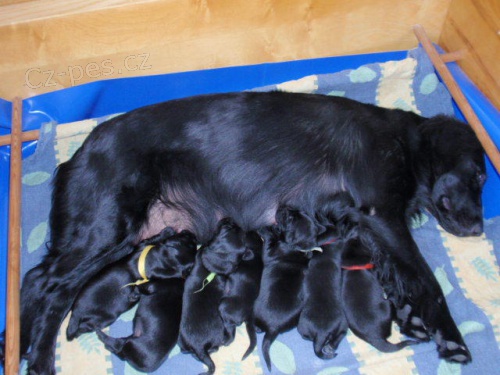 ttka Flat Coated Retriever