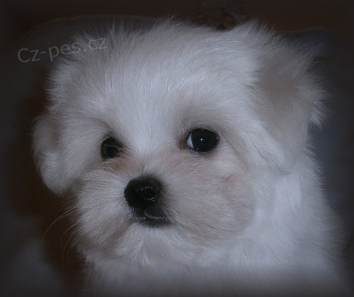 Malt�z��ek s pp