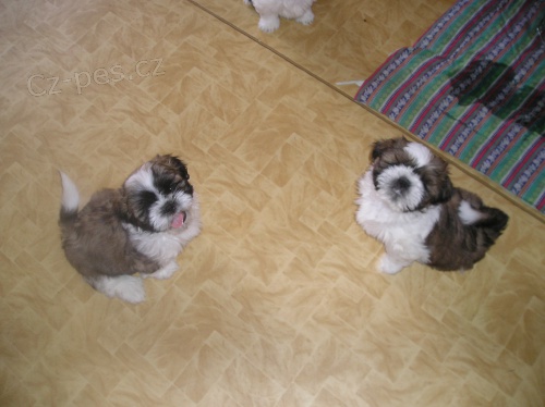 Prodám Shih tzu
