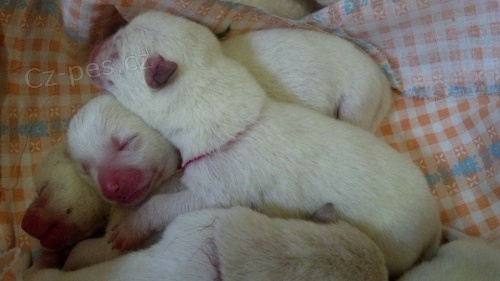 �t���tka AKITA-INU