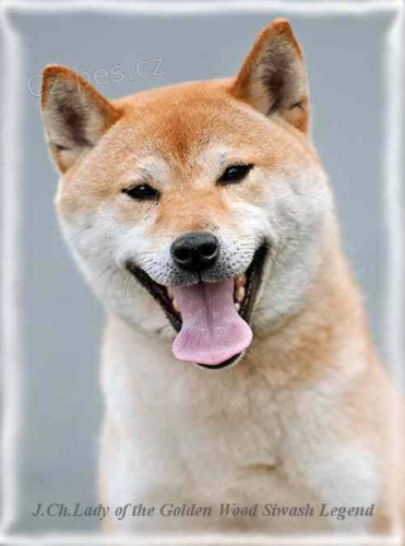 Shiba inu-zadm tnata