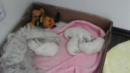 Malt�z��ek �t��ata