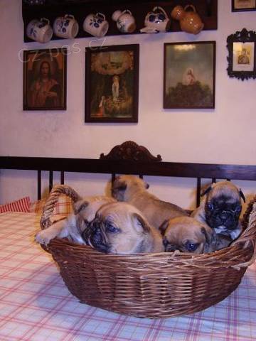 Francouzsk� buldo�ek