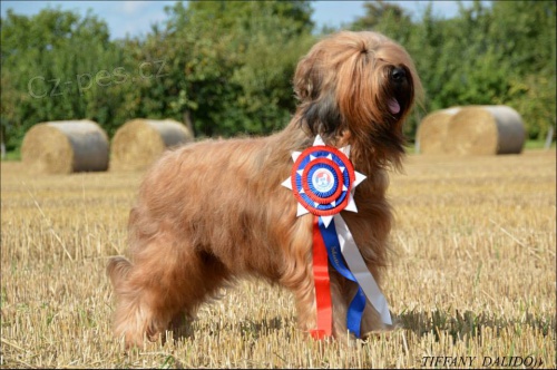 Briard - plavá a černá štěňátka s p.p.