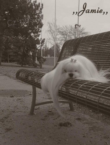 Malt�z��ek s rodokmenem