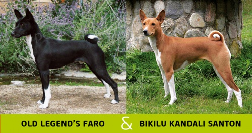 Basenji tata s PP