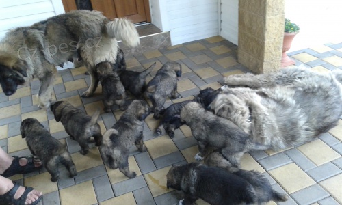 kavkazk� pasteveck� pes