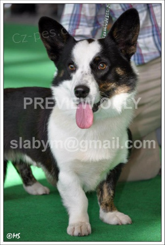 Welsh Corgi Cardigan - pes ke kryt