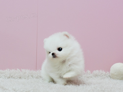  *** Pomeranian štěňata, muž & žena, 3 měsíce *** 