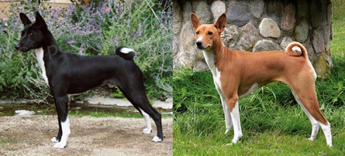 Basenji tata s PP