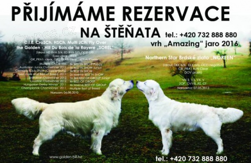 Pijmme rezervace na tata Zlatho retrievra